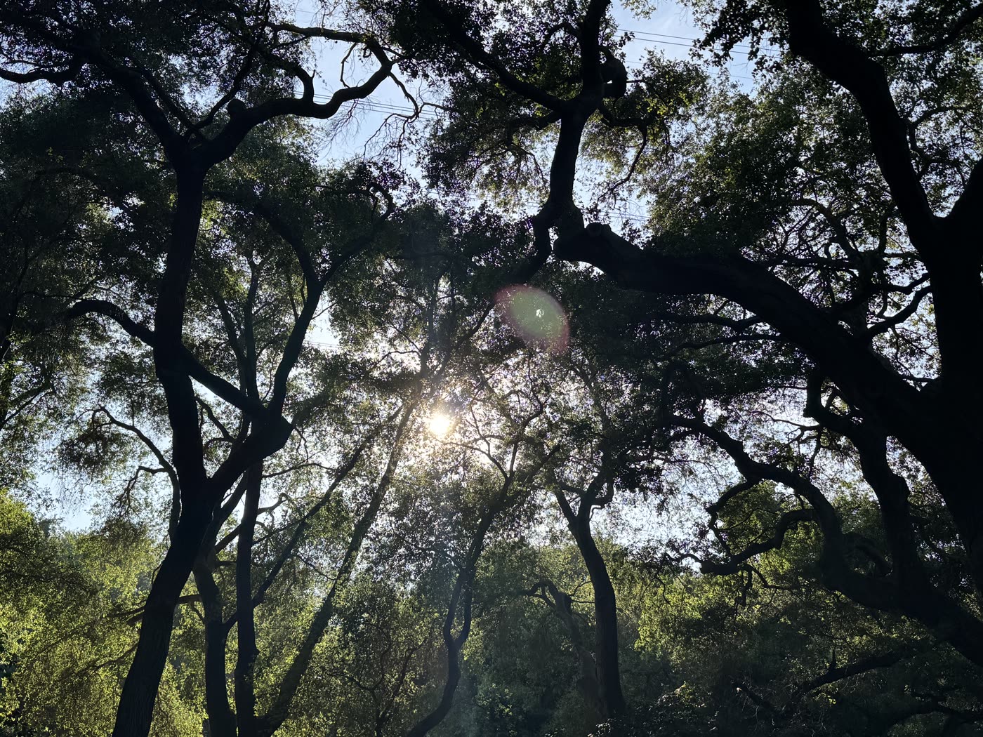 Expressed Delight — the light in the parent's eyes